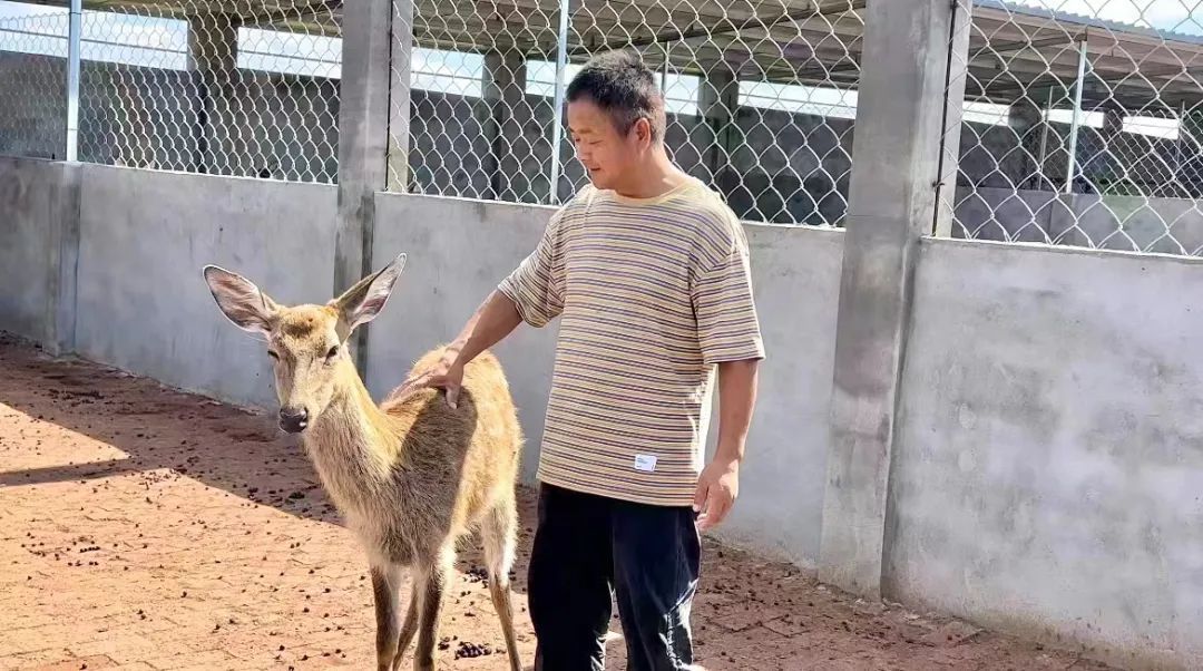 狮子机怎么压分能赢